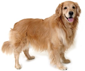 Golden Retriever Dog Breed And Traits Poochipedia Ca
